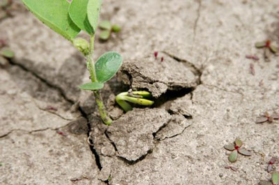 STAND EVALUATION AND REPLANT GUIDELINES FOR SOYBEANS